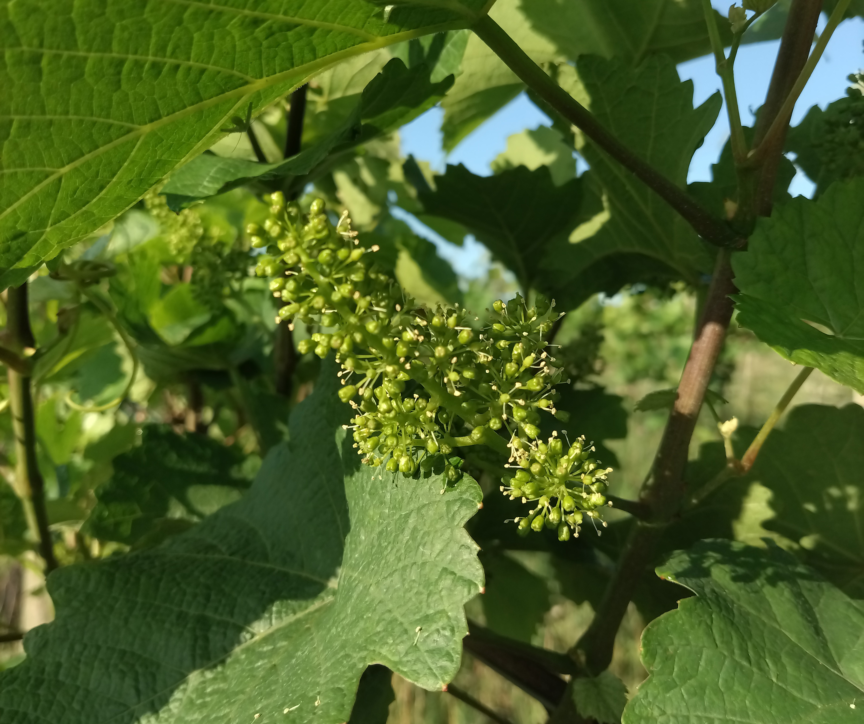Zweigelt vines in first bloom.
